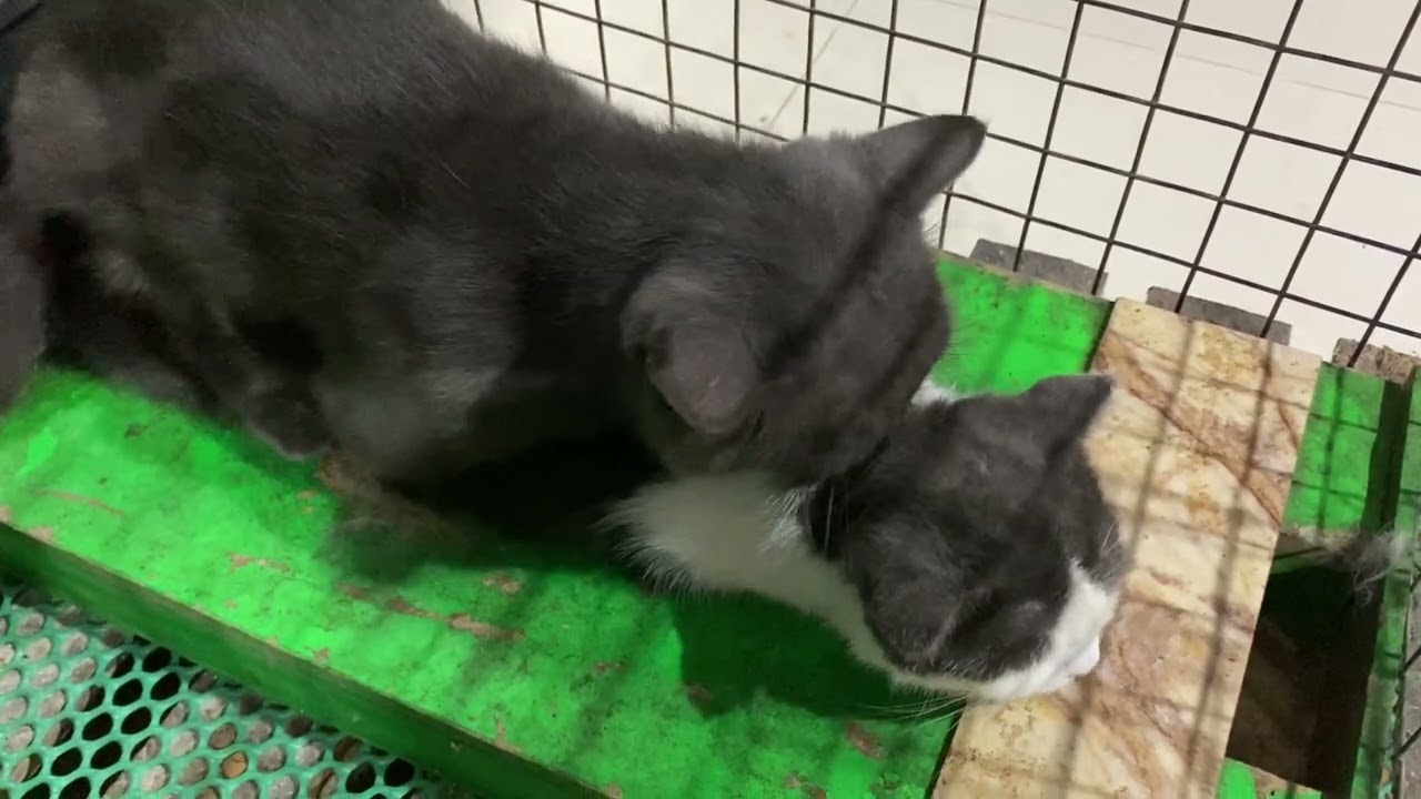 Cat in heat 😻 || Bon vs Caca5 || Munchkin Mate || Cat breeding 😺