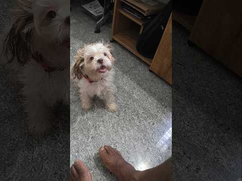 അമ്മയോട് ഇങ്ങനെയൊക്കെ ചെയ്യാമോ #viral #pets # #milkey #trending #cute #love #family