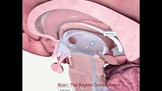 The Sagittal section