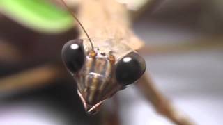Lonely Mantis Wants To Make Friends