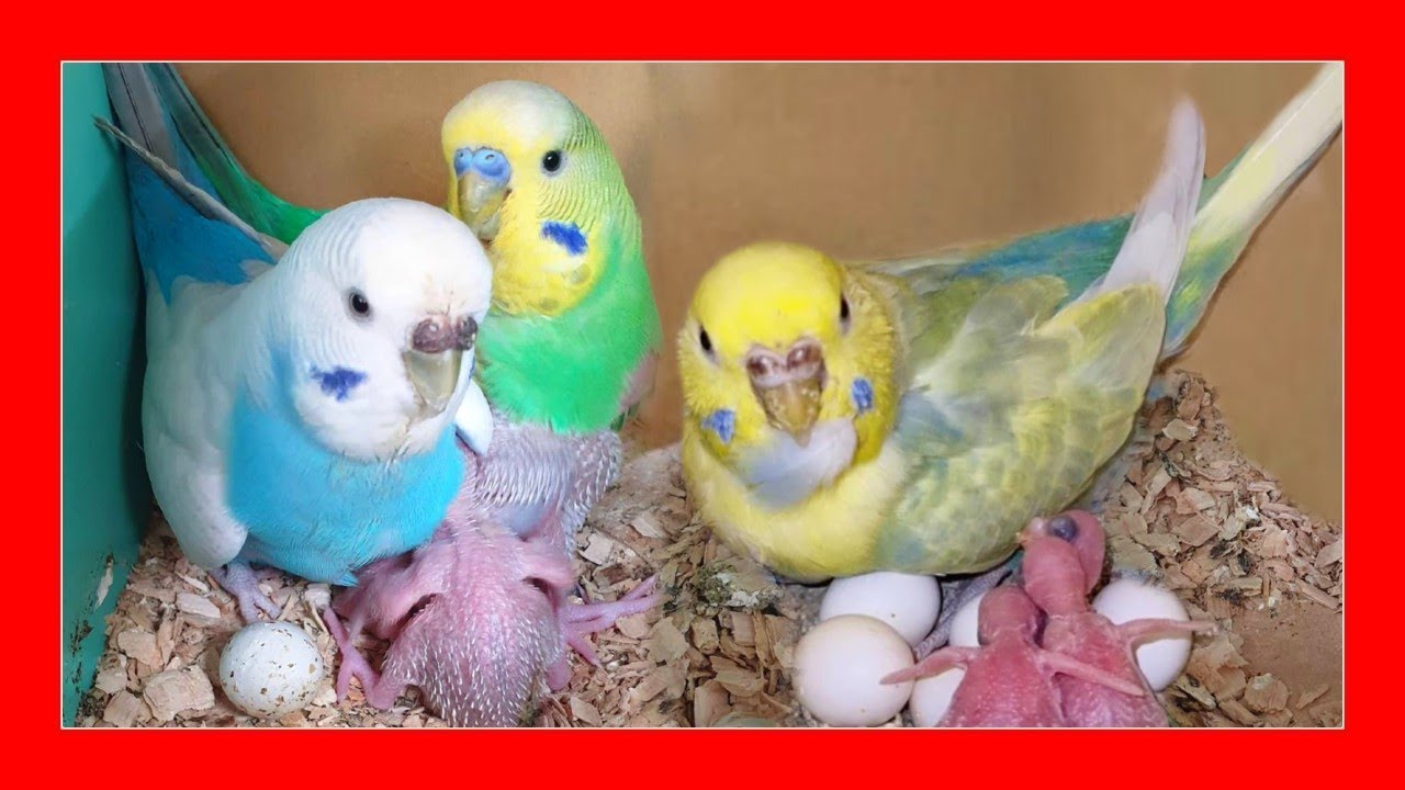 COMO CRIAR PERIQUITOS 🐤 TRUCOS que NO CONOCES (FUNCIONAN ) CRIA de