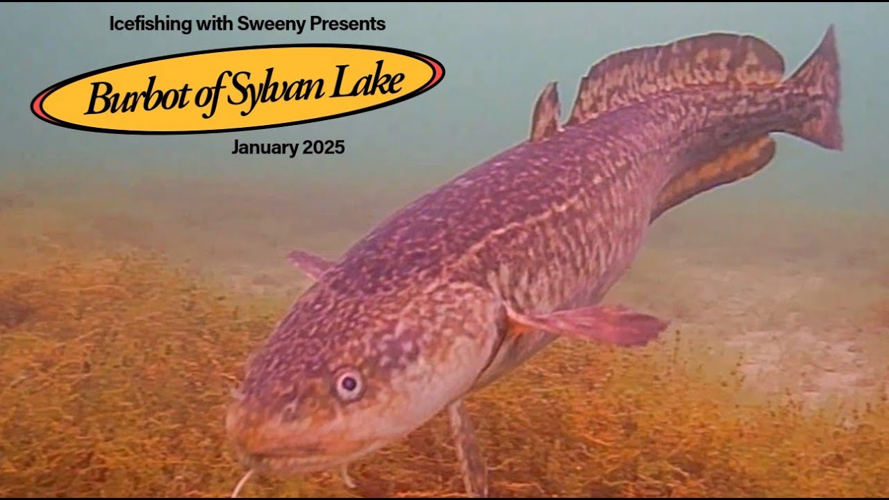 Ice Fishing for Burbot at Sylvan Lake January 2025 | Underwater Footage