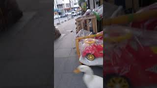 Dükkana Sokmayan Piskopat Ördek