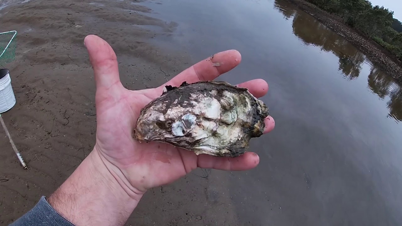 Giant Oysters hidden creek YouTube