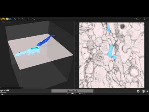 How to Map Starbursts 1 (Eyewire Tutorial)