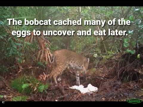 วีดีโอ: สัตว์เลี้ยง Scoop: Bobcat ช่วยเตรียมพร้อมสำหรับ Wild ผู้แต่งมอบรางวัลพิเศษสำหรับสุนัขที่หายไป