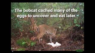 Bobcat Gobbles Burmese Python Eggs