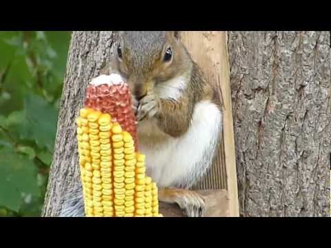 Squirrel Eating A Corn Cob