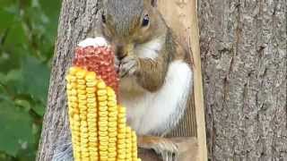 Squirrel Eating A Corn Cob Squirrel Eating Corn