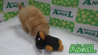ミックス 犬（Mix）2301182 【ペットショップエンゼル　子犬・子猫販売】