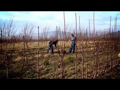 აგრო რჩევები | მრავალწლოვანი კულტურების გაშენება და სარგებელი