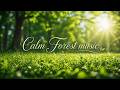 Calm Forest Music for Meditation, Sleep, Relax, Study & Work | Relieves stress, Anxiety & Depression