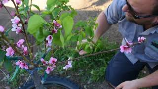 Caring for Multigrafted Fruit Trees-Thinning Fruits-Initial Structure--Ben Kotnik