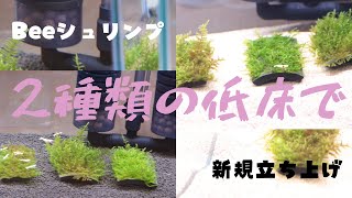 【レッドビーシュリンプ】新たに全く異なる2種類の低床で新規立ち上げ【アクアリウム】