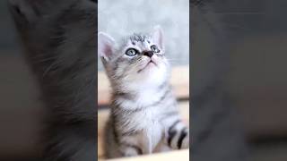 Cute Kitten | Animal Poems for Kids #cuteanimals #kidspoems #poetry