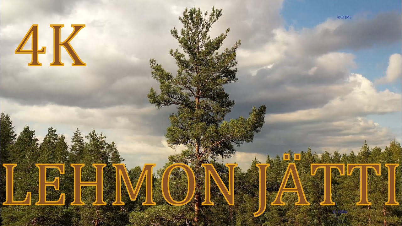 Lehmon jätti 2021 4K drone video - Suomen pisin mänty ?