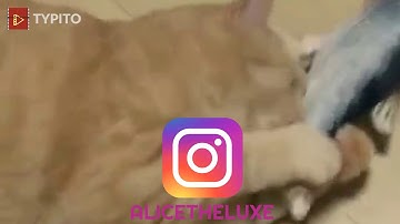 Simulation Fish Playing Toy For Pet