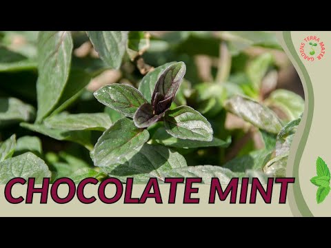 Video: Chocoladekruidplant - Leer hoe u voor chocolademuntplanten moet zorgen