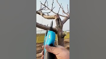 Pruning lateral branches of plum trees