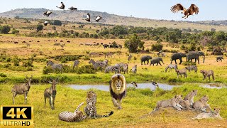 4K African Wildlife: Nairobi National Park - Scenic Wildlife Film With African Music #2