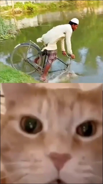 cat randem