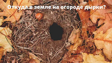 Откуда в земле на огороде дырки?