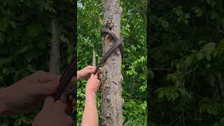 Choker cambium saver setup.#arborist #climbing #cambiumsaver