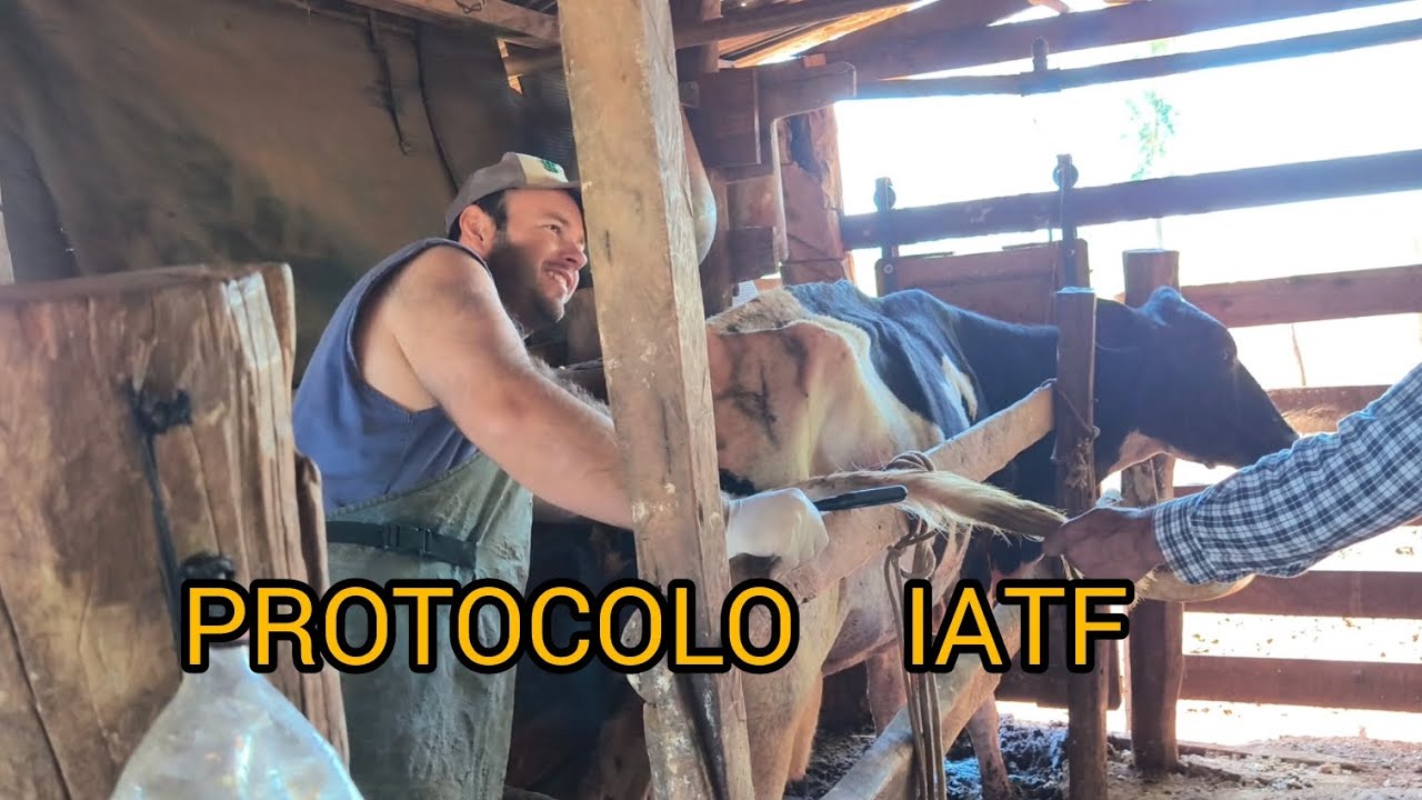 IATF - NA PRÁTICA ( 1° dia de protocolo )