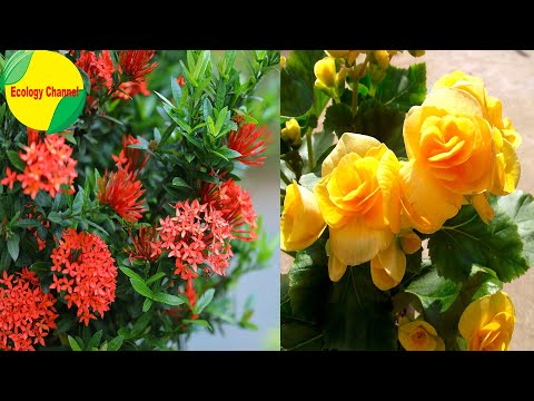 Vídeo: Passiflora (44 Fotos): Què és? Plantar I Cuidar Una Flor A Casa, Una Descripció De Les Espècies De Plantes Comestibles I Blaves, Passiflors Encarnades I 