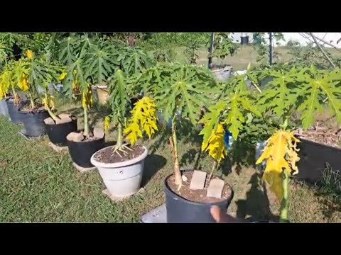 Papaya Tree Lower Yellowing Leaves, What They haven't told you, from Container to Non Setups