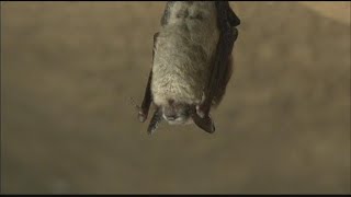 Northern long-eared bat risks extinction due to white-nose syndrome