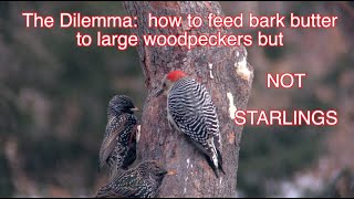 Birds on Bark Butter [NARRATED]