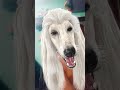 #shortsfeed #funny #comedy #viral