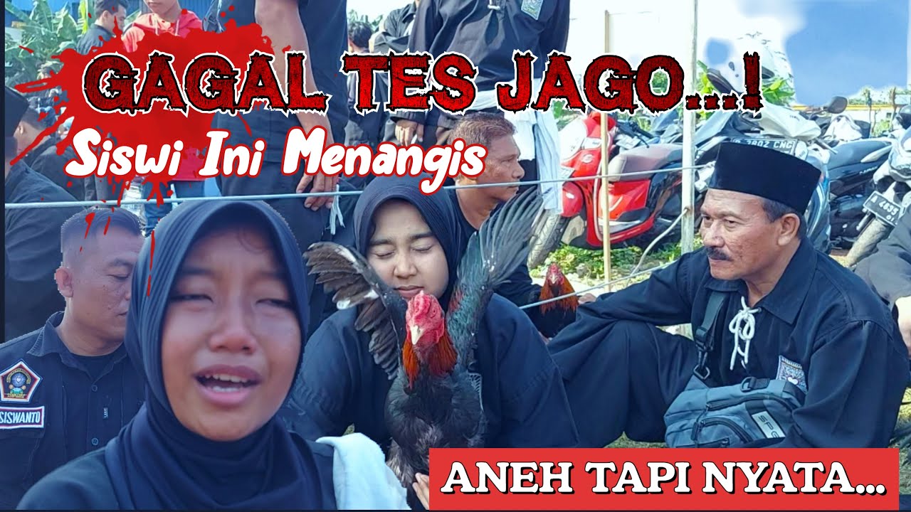 Tes Ayam Jago PSHT // PSHT Cabang Tangerang Kota 2023 #tesjago #tesayam #jagopsht #ayampsht #tespsht