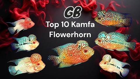 🔥 Top 10 Cá La Hán Kamfa, GB Đầu Khủng – Hàng Chất Chơi Đầu Xuân, Cá Đầu Đàn Cực Căng!