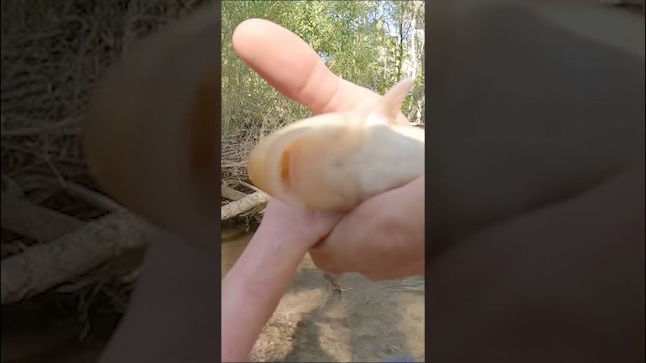 Desert Sucker use their scraping plate to feed on algae on the surfaces of rocks 