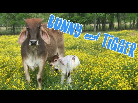 Signs that our Brahman Heifer named Bunny is in labor