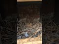 baby pigeon video