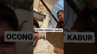 Ocong Kabur, Wong Rumah Panik #fadiljaidi #shorts