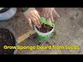 Seeds Se Sponge Gourd Plant Kaise Ugaye | Gardening for Beginners 