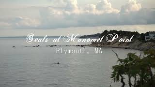 Seals at Manomet Point Plymouth, MA | 9/14/25