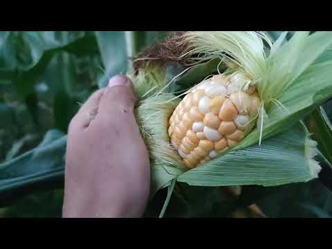 Кукуруза Ракель Херсонская