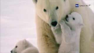 Download Lagu Il regolamento REACH sulle sostanze chimiche MP3