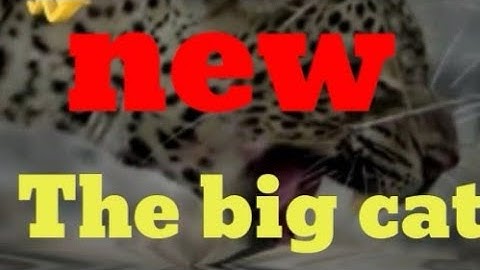 # big cat # africa wild animals omg!  Giant Python Hunt Leopard Cubs When Mother L.  .  .