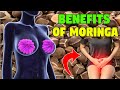 Moringa powder can improve your memory! Moringa THE HEALTHY SUPERFOOD: Benefits of Moringa