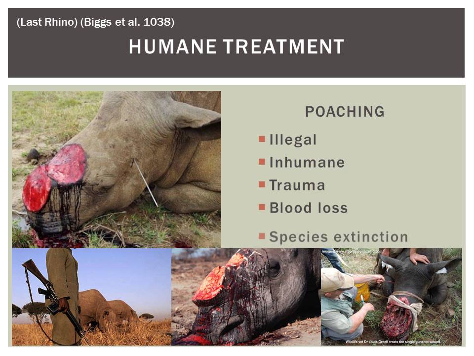 Rhino Poaching Crisis: Considering an Alternative