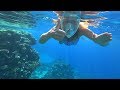 RED SEA  SNORKELING ( SIVA SHARM RESORT & SPA, SHARM EL SHEIKH )