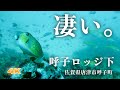【呼子ロッジ下・佐賀県唐津市呼子町・海中映像】呼子の海はメチャクチャ綺麗だった！沢山の魚に囲まれる幸せを体験‼︎ #228 福岡釣部in 福岡・糸島・佐賀・北九州・玄界灘・長崎・平戸・鷹島・唐津・呼子