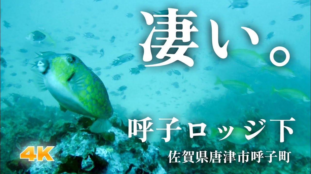【呼子ロッジ下・佐賀県唐津市呼子町・海中映像】呼子の海はメチャクチャ綺麗だった！沢山の魚に囲まれる幸せを体験‼︎ #228 福岡釣部in 福岡・糸島・佐賀・北九州・玄界灘・長崎・平戸・鷹島・唐津・呼子