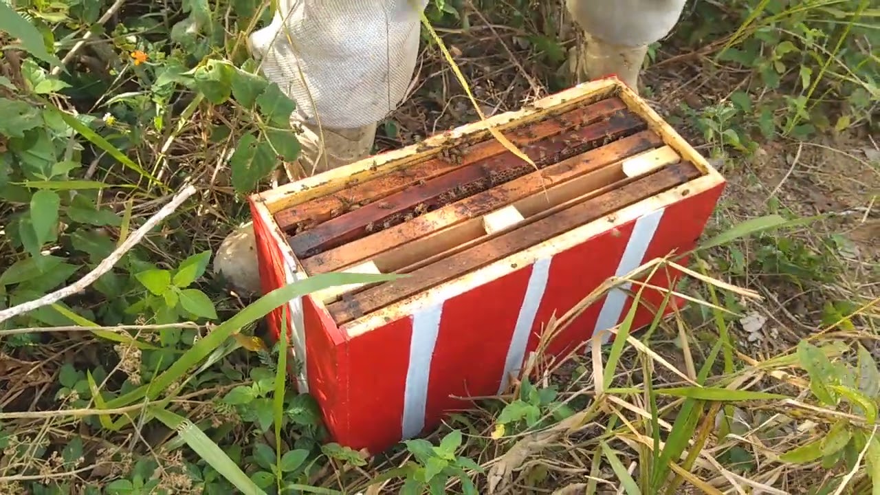 colméia zanganeira o que fazer 🐝🐝🐝